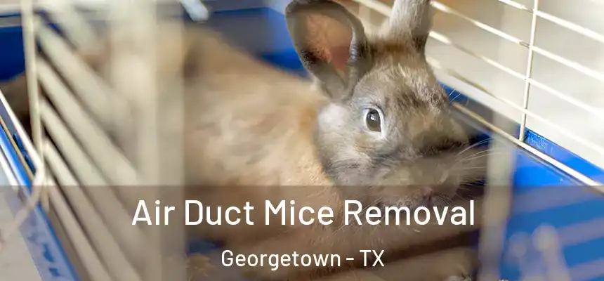  Air Duct Mice Removal Georgetown - TX