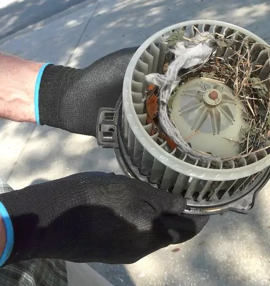 About Air Duct Mice Removal in Georgetown, TX